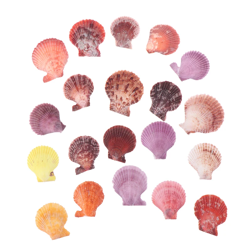 

20Pcs Colorful Natural Seashells Decor Scallop Shells Crafts Decor Ornament