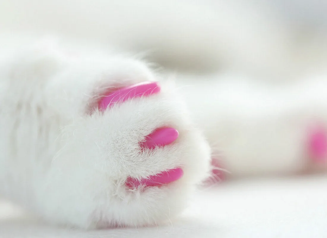 Колпачки для кошачьих ногтей мягкие силиконовые защитные колпачки с бесплатным