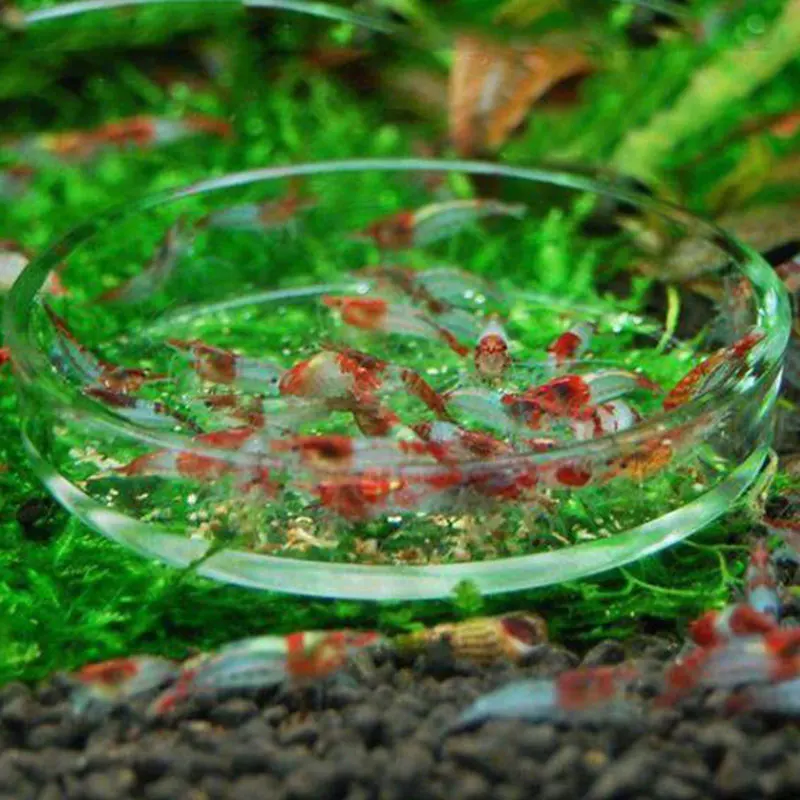 1 шт. стеклянная миска для кормления креветок