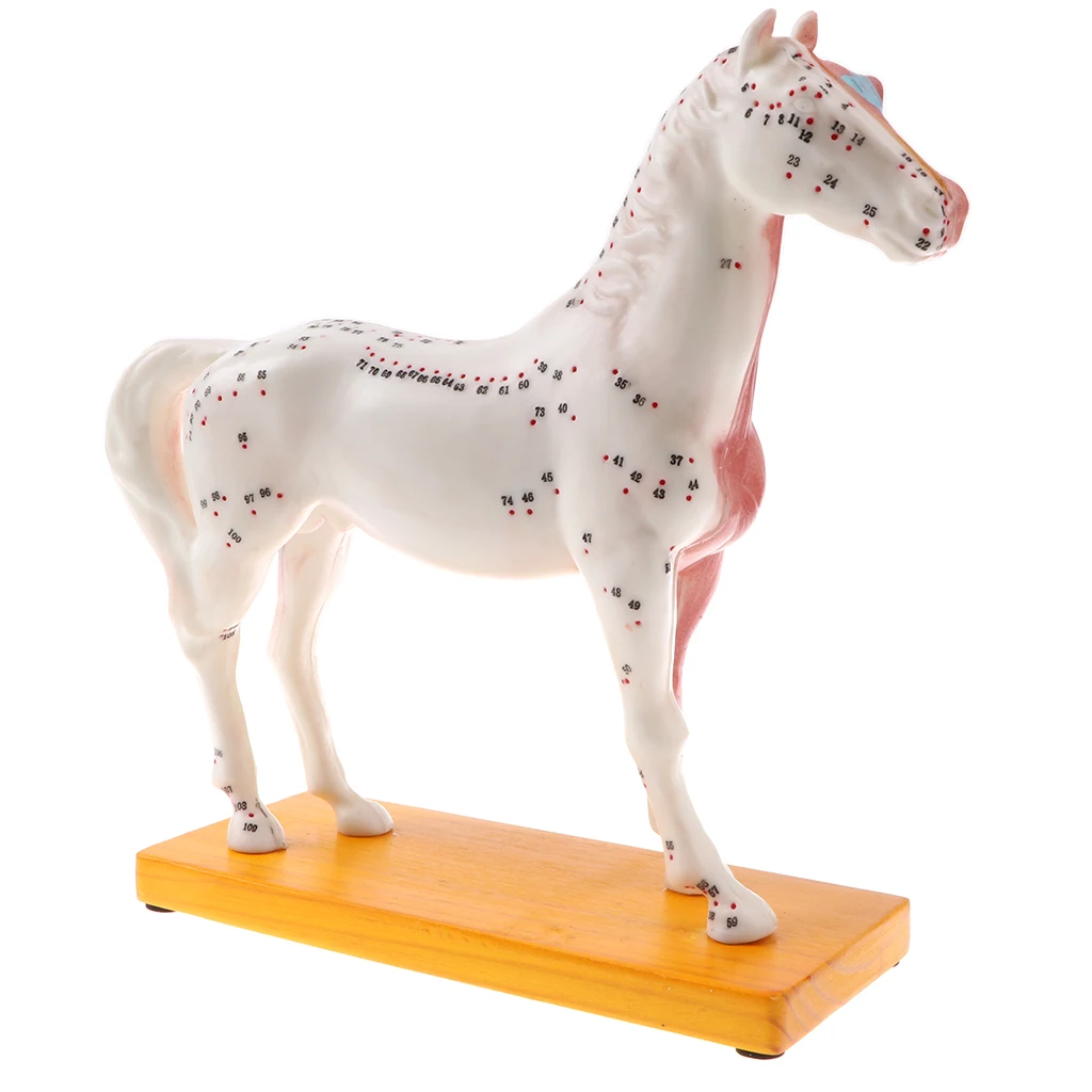 

Professional 114 Acupuncture Points Horse Anatomical Model Teaching Tool Lab Supplies