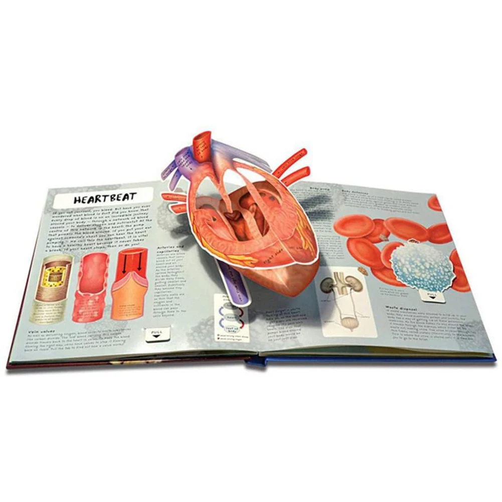 Книги энциклопедия человеческого тела для малышей наше тело детская 3D
