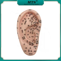 17cm standard chinese ear acupressure model chinese acupuncture association medical supplies