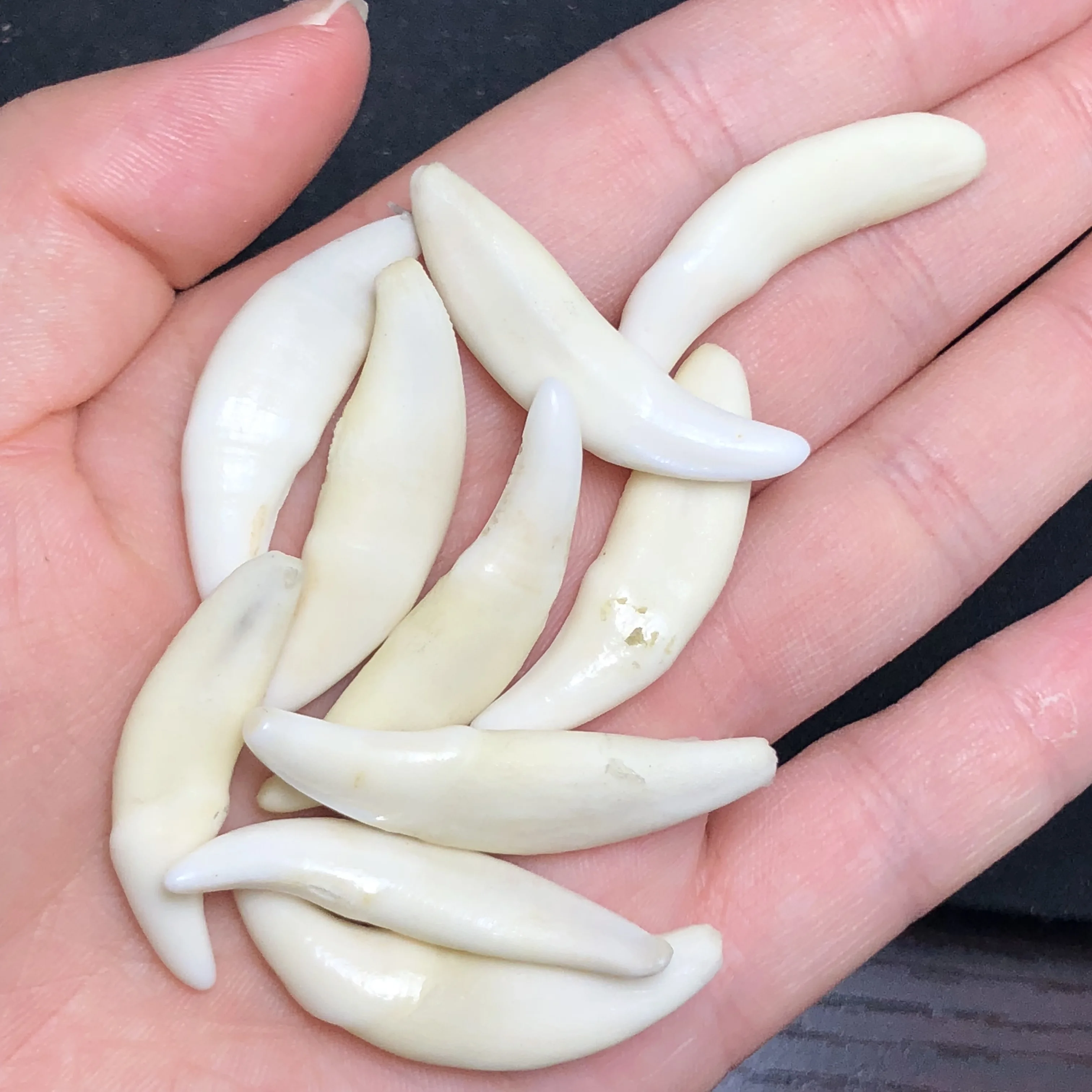 

1 шт. натуральные 100 зубы волка, можно сделать ожерелье, браслет, украшение для дома