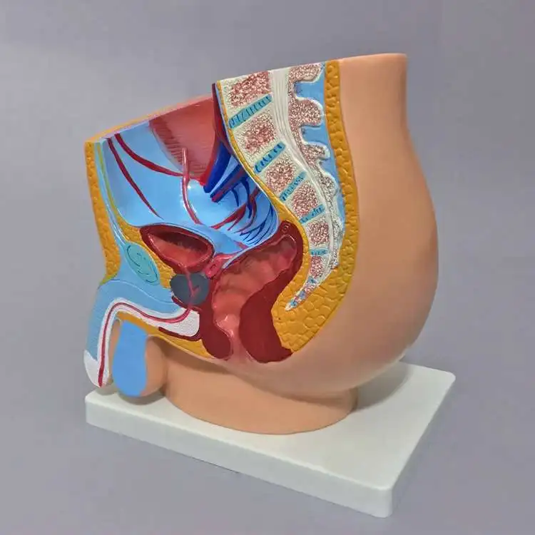 

Модель мужской репродуктивной системы, анатомическая структура лица, полость таза, медицинское обучение, обучение, стерео форма