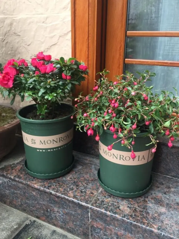 1 Gallon Plastic Garden Fat Pots Yangbaga Durable Nursery Pot Flower Container with pallets | Дом и сад
