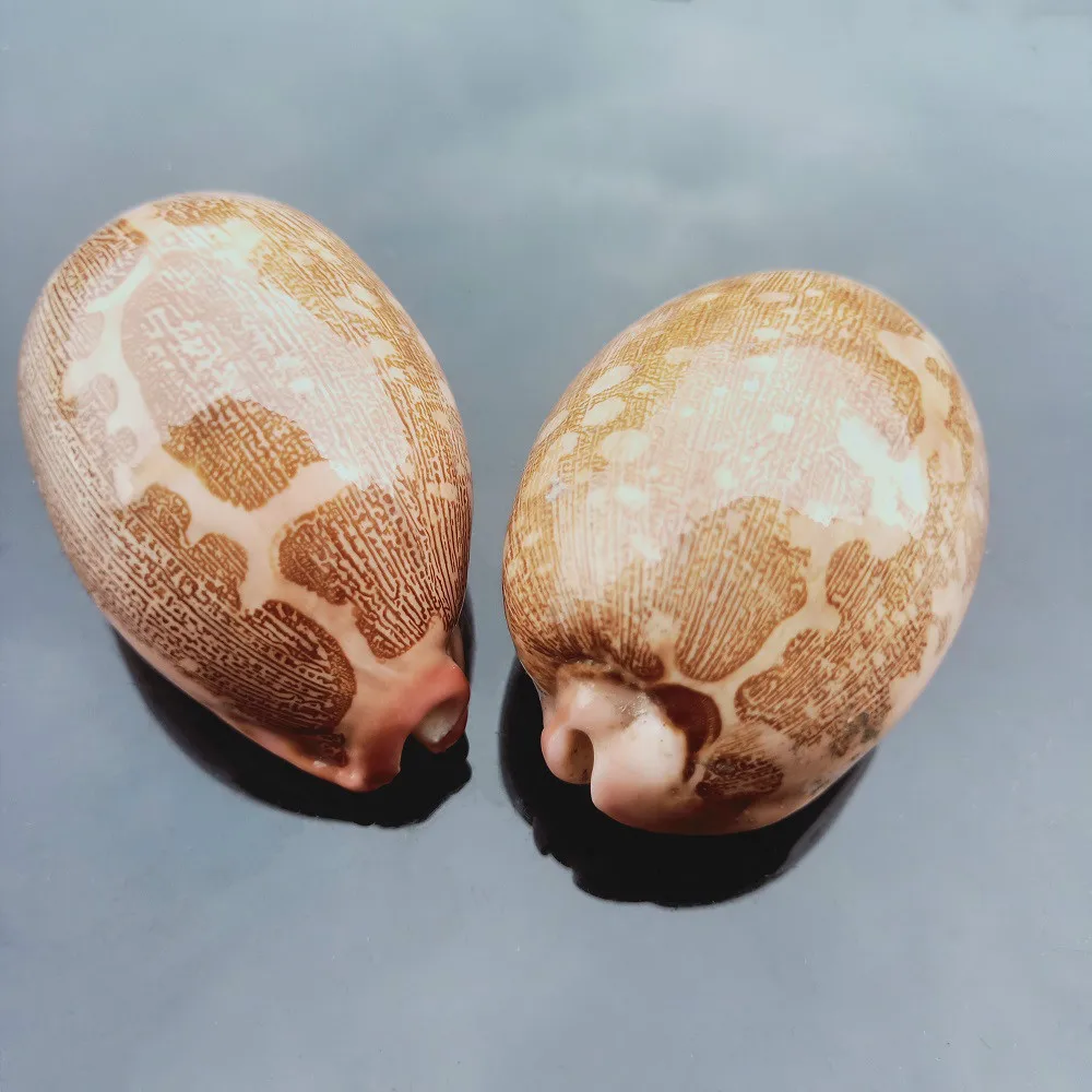 Ракушки из натуральной карты ракушки морские домашний декор пляжные свадебные