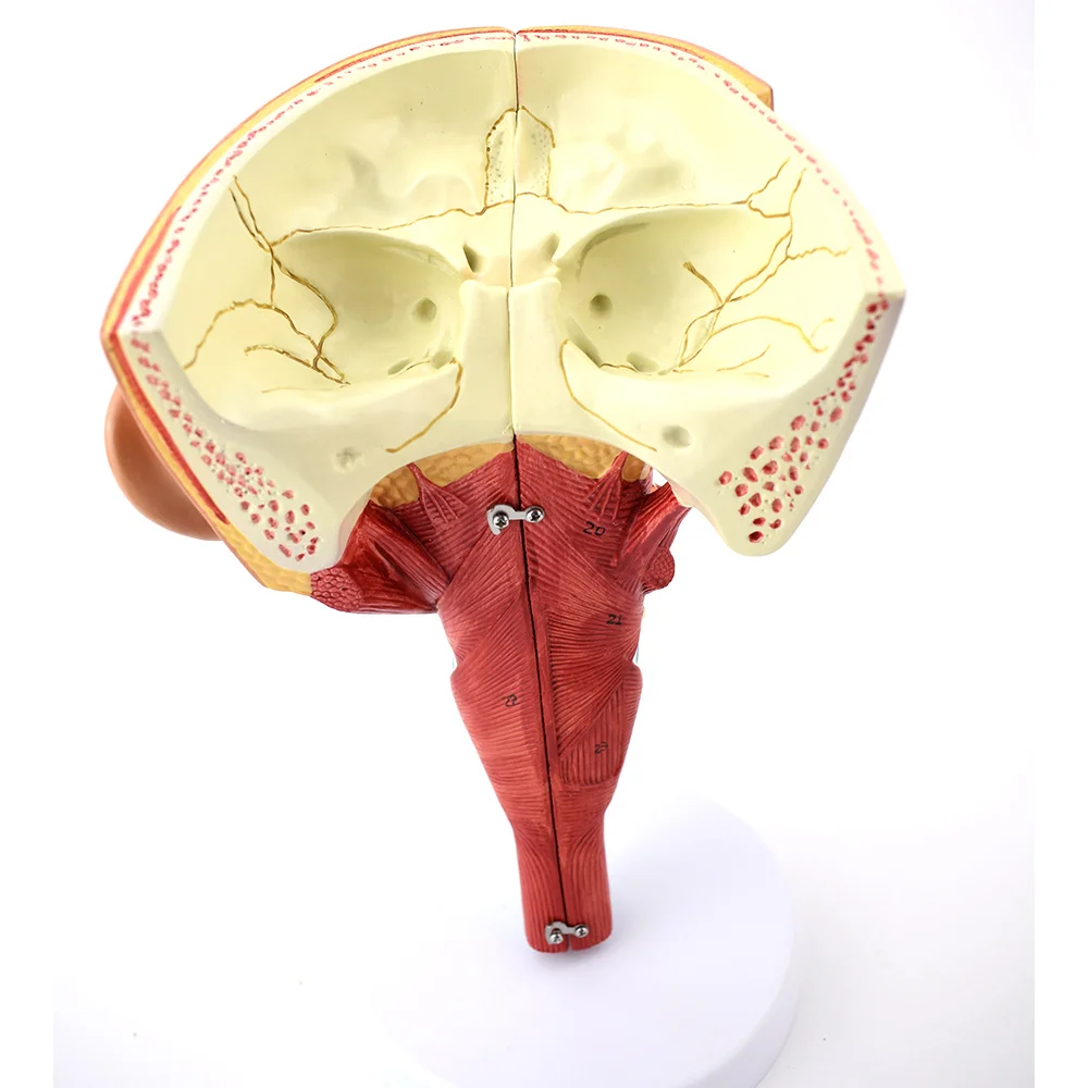 

tracheopharyngeal Nasopharynx muscle larynx Anatomical model rehabilitation of dysphagia caused by cyclopharyngeal muscles aids