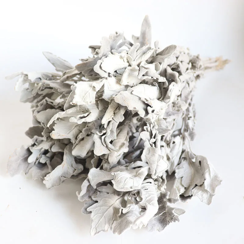 

50g Natural Air-Dried Silver Leaf Chrysanthemum Cineraria Plant Wedding Bouquet Accessories DIY Arrangement Home Decor Flowers