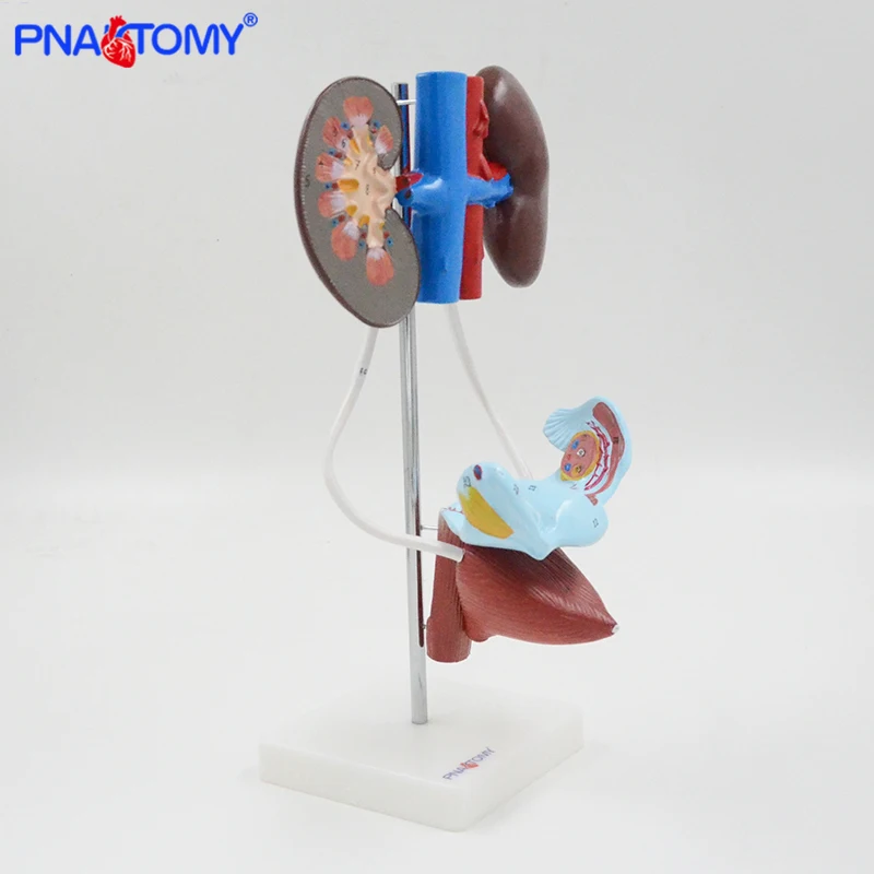 Life size female urinary system model kidney artery and vein bladder and uterus anatomy medical teaching tool PNATOMY