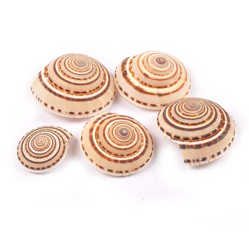 4 шт. спиральные ракушки для аквариума 20-35 мм | Дом и сад