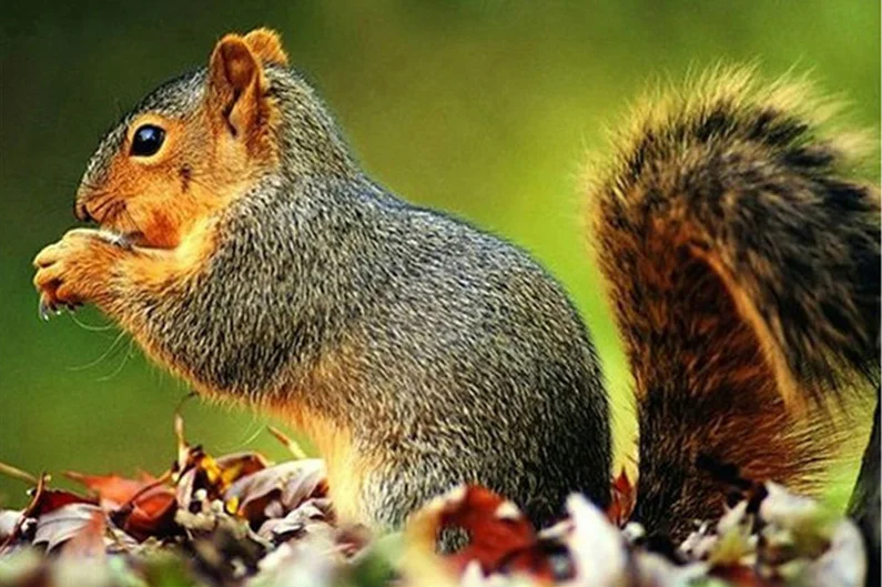 

Fezrgea New 5D DIY Full Square/Round Cute Squirrel Diamond Painting Cross Embroidery Full Display Diamond Mosaic Home Decor Gift
