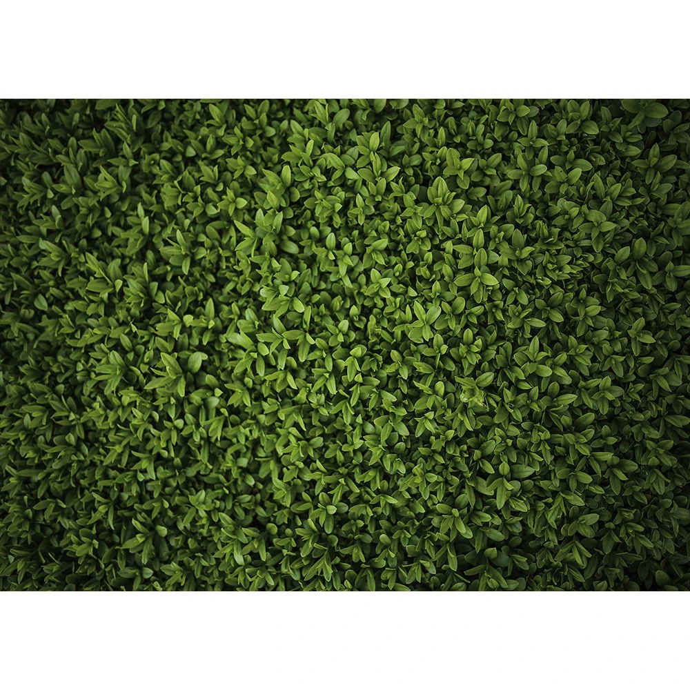 Фон для фотосъемки с зелеными травяными листьями первого дня рождения украшения