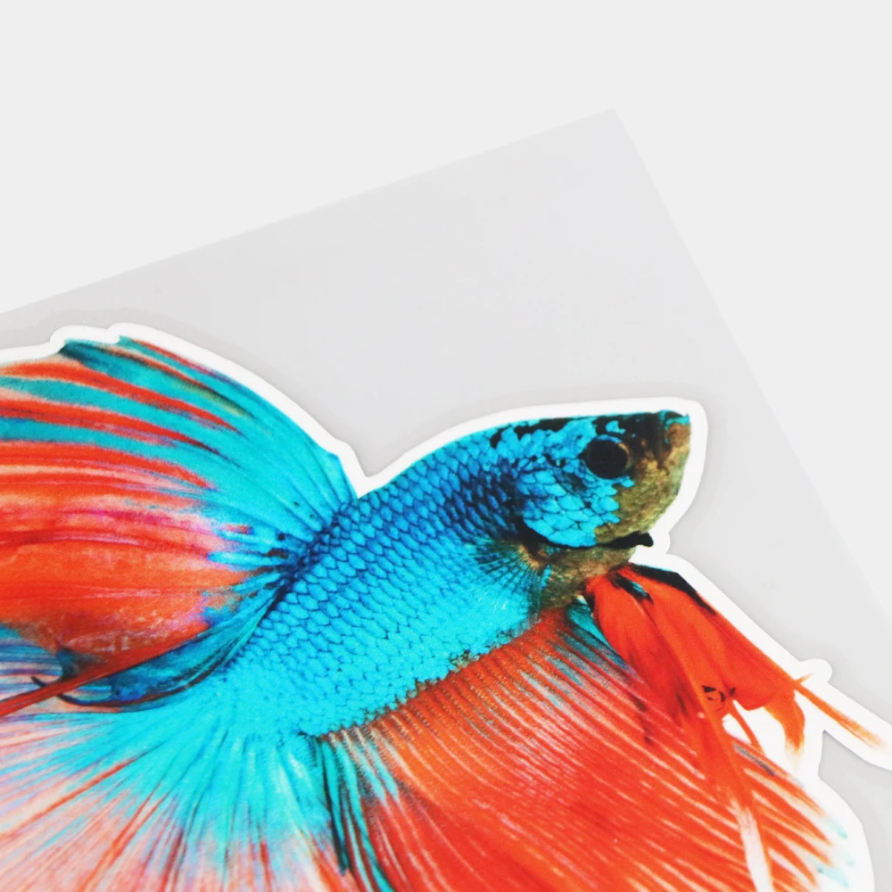 

YJZT 15.614CM Beautiful Siamese Fighting Fish Body Scratch Decoration Decals Animal Car Sticker 21A-0564
