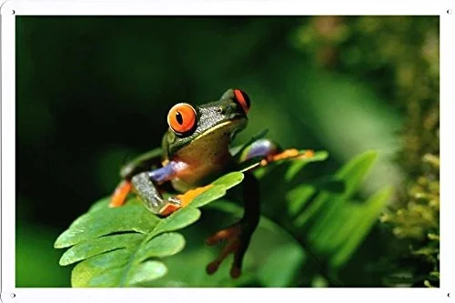 

World Animal Poster - Frog Tin Sign
