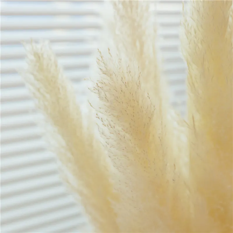 

80cm Pampas Grass Natural Reed Wedding Dried Flower Large Ceremony Modern Home Decoration Valentines Day Fast Shipping