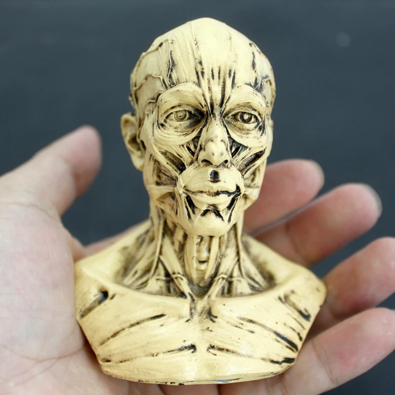 Модель головы скелета человеческой мышцы модель черепа анатомия бюста Учебная