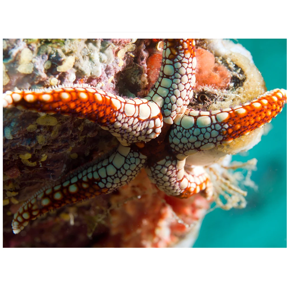

Colorful print Wall Tapestry underwater world tapestry M1001