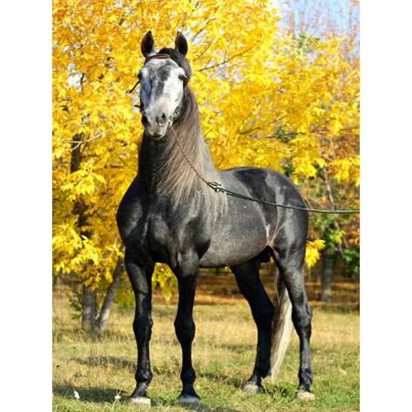 

Diamond Painting 5D DIY Square/Round Diamond Animal Painting Dark Horse in the Forest Beautiful Picture Cross Stitch Decor TX882