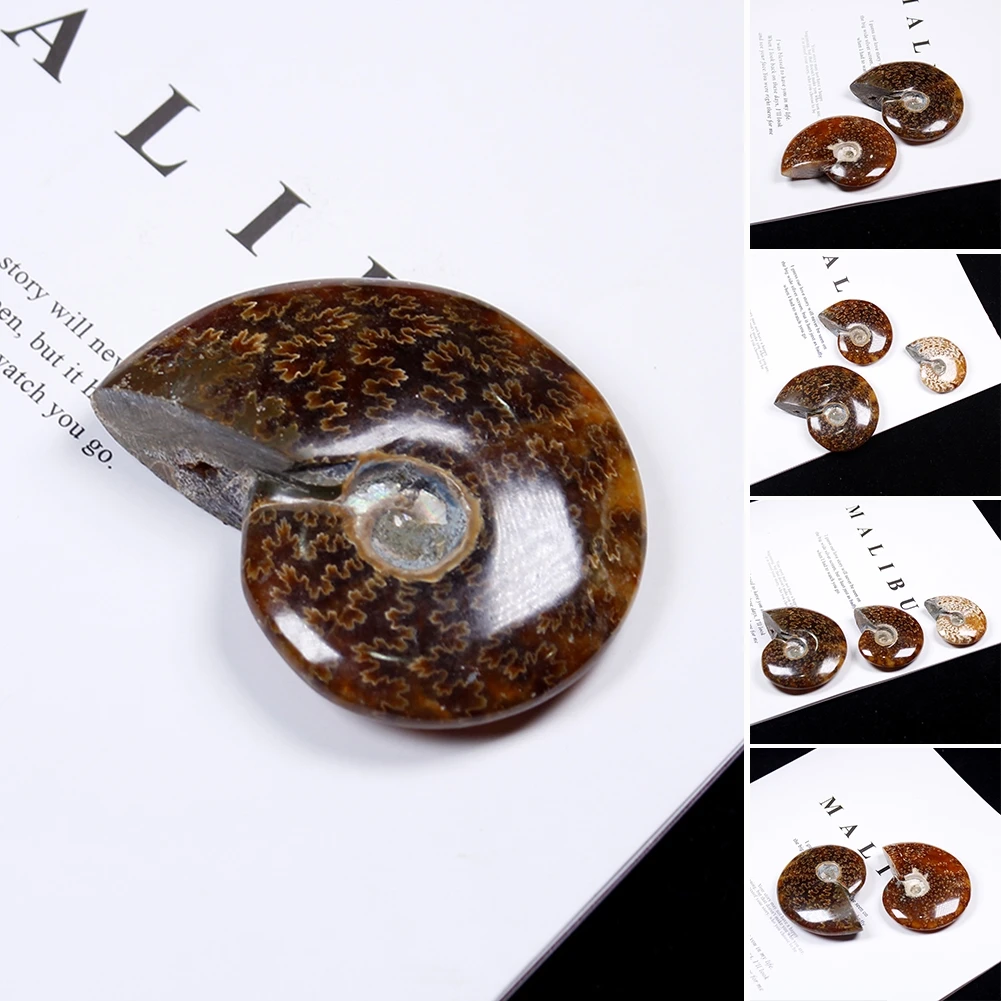 

Natural Mini Cute Fashion Iridescent Ammonite Ammolite Facet Specimen Fossil Madagascar Stone Collectibles