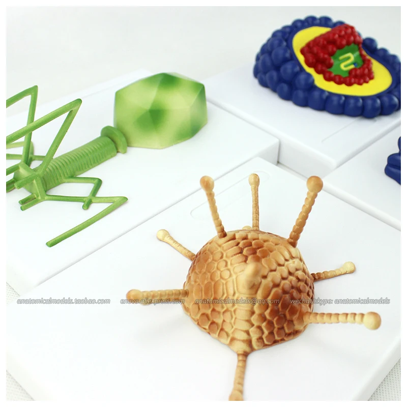 12554 / Microbiology AIDS Virus Model Kit Medical Science Educational Teaching Anatomical Models | Канцтовары для офиса и дома