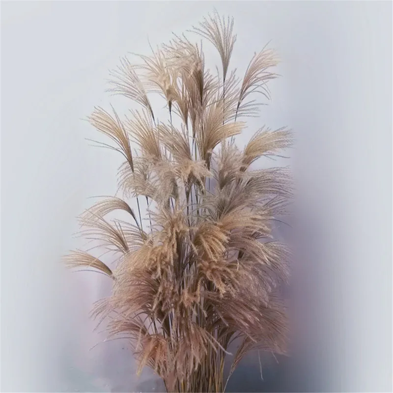 

Shopwindow decor real pampas grass 50 pcs reed natural dried plant ornaments wedding decor flower bunch No Vase