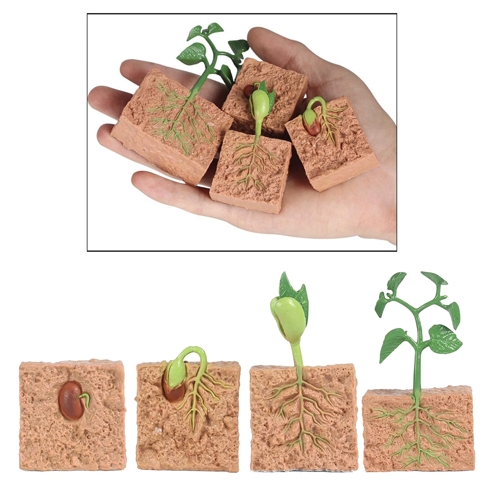 

SIMULATION OF PLANT GROWTH CYCLE TEACHING AIDS CLASSROOM TOYS TEACHING AIDS