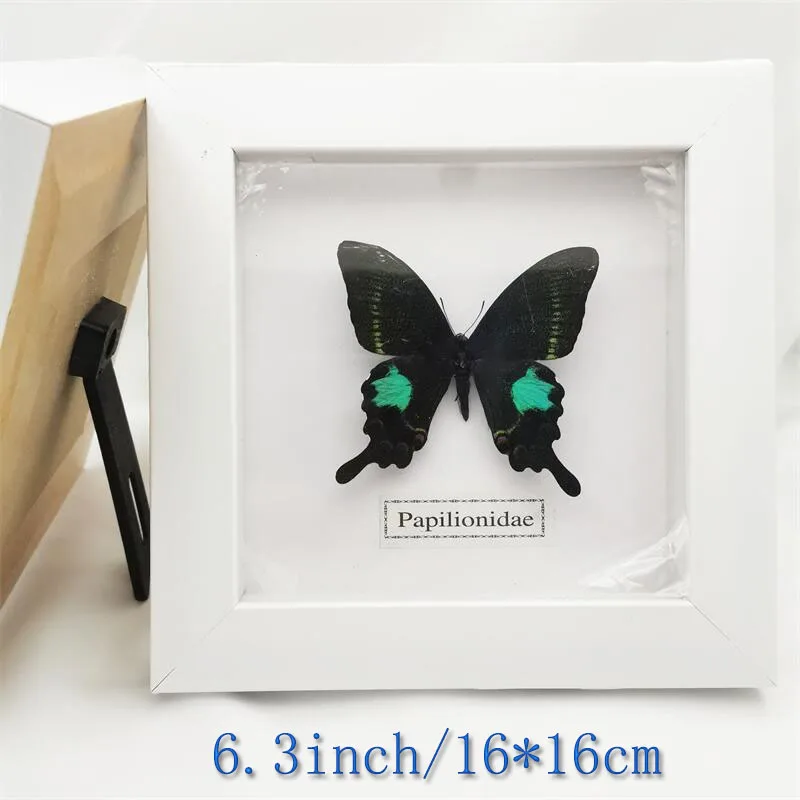 Fixed Spread Wings Butterfly Real Specimens Photo Frame Indoor Decoration Home Decorations Insect Sample Figurines Desk Decor | Дом и сад