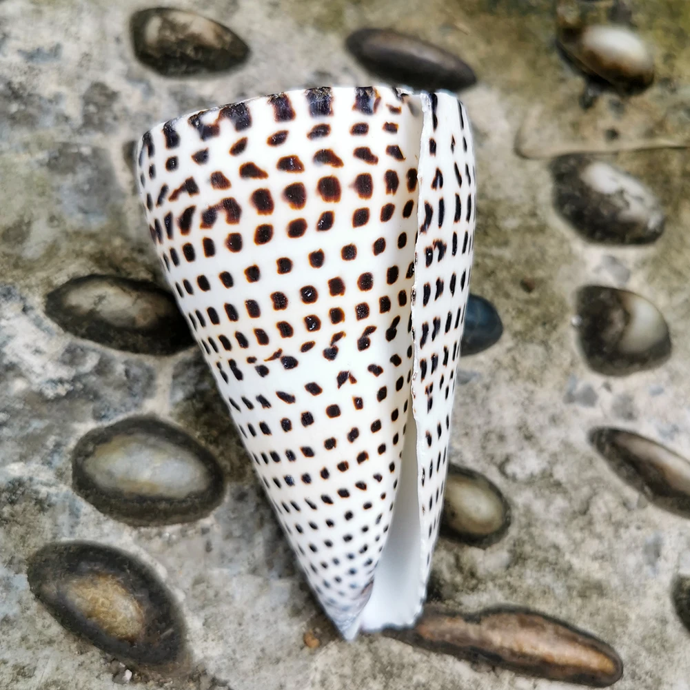 Натуральная черная ракушка Морская натуральная образец морской ракушки Пляжное - Фото №1