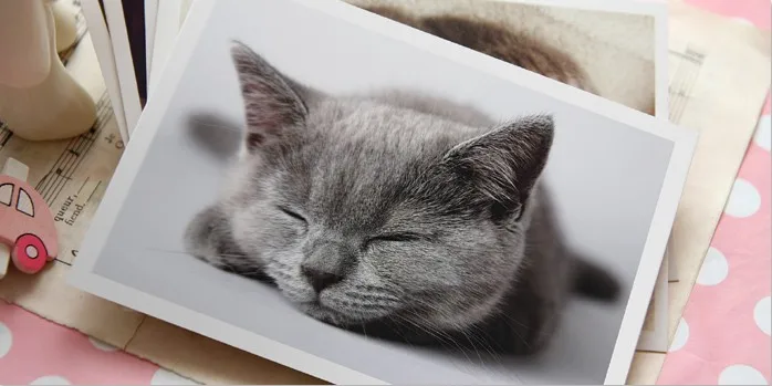 Кошка Домашние животные 2016 открытка s почтовые с животным прекрасный Тукан мир 6