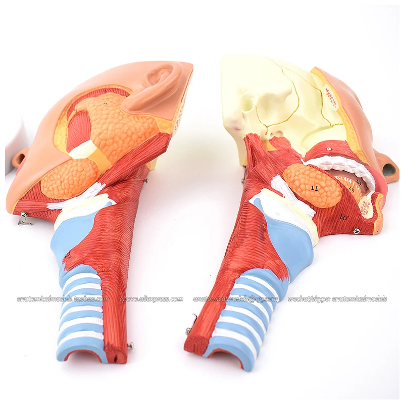 

12702 / Head with Pharynx Muscles