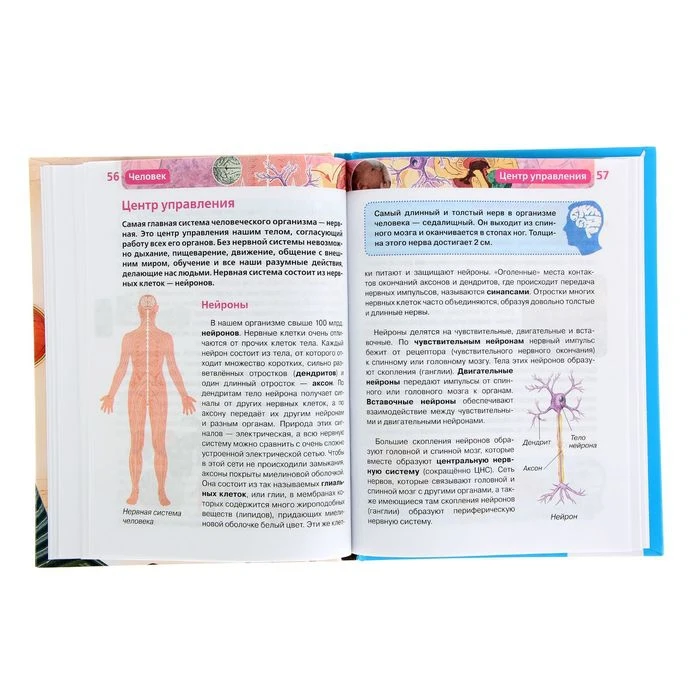 Детская энциклопедия РОСМЭН Человек 1321023 |