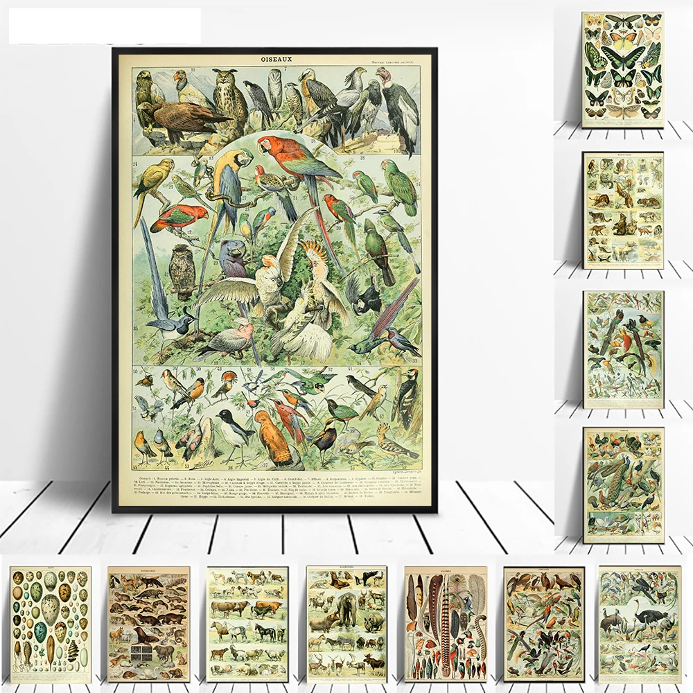 

French Adolphe Milo Poster Vintage Butterfly Bird Feather Egg Canvas Painting Wall Picture Art Antique Animal Print Home Decor