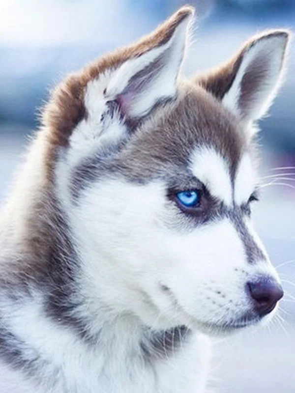 17 5d Животные Собака серия Diy Алмазная картина Huskies Алмазная вышивка Собаки Полный Круглый Diy Алмазная мозаика наклейки на стену рукоделие - Цвет: 17