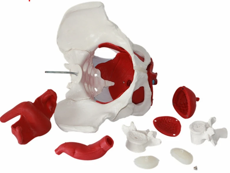 Модель женского таза с функциями органов сосудов и нервов модель женской