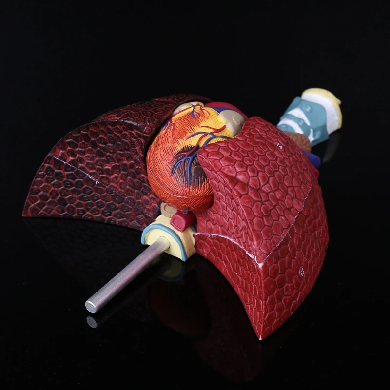 

Life Size Human Lung Model Anatomical Respiratory System Anatomy Teaching Tool 28GE