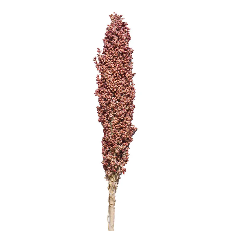 

5pcs Real Plant Sorghum Bunch Natural Dried Sorghum Flower Wedding Floral Home Decoration