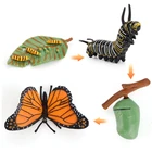 Детские семена растений, развивающие игрушки для развития жизненного цикла, Обучающие пособия, Обучающие игрушки Монтессори, Обучающие пособия, Новинка