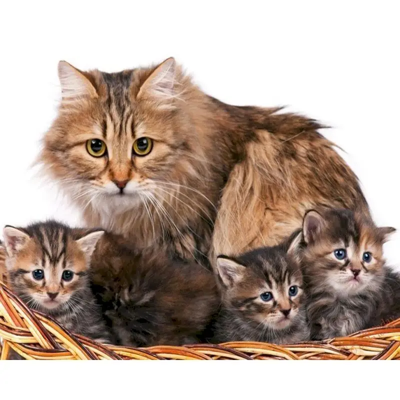 

GATYZTORY Frame Maine Cat Diy Digital Painitng By Numbers Animal Acrylic Picture Wall Art Gift For Home Decoration 40x50cm Arts