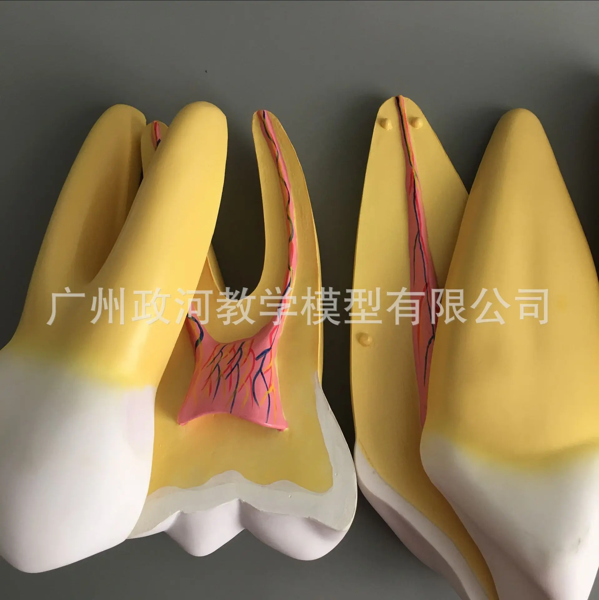 Увеличенная модель зубов для полости рта 12 шт./компл. анатомическая с