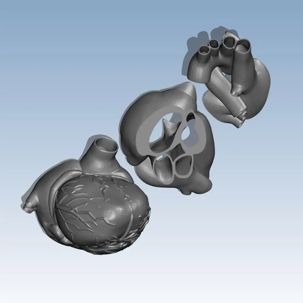 

Heart three part mold Custom order digital models 3D printing service Education Teaching Aid Tools ST3016