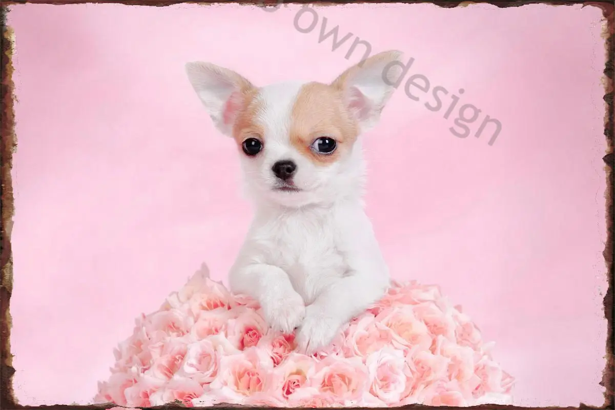 

Розовый щенок чихуахуа, Ретро винтажный металлический знак, жестяная вывеска, оловянные пластины, Настенный декор для искусства, мужская пе...