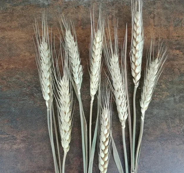 50 шт. натуральное украшение пшеничные уши садовые растения сухие цветы