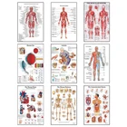 Картина на холсте с изображением человеческой анатомии и мышц, плакат для украшения семейной медицины, без рамки