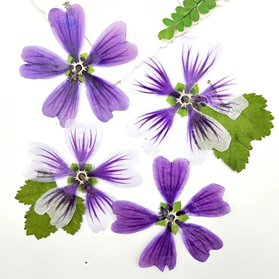 60 шт. прессованный высушенный цветок Malva Sinensis Cavan гербарий из растений для