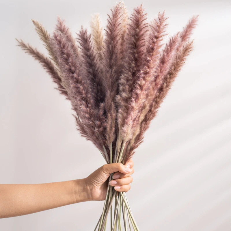 pampa decoration communis phragmites pampas grass large bouquet sechees bulrush wedding arrangement dekoration reeds flower home free global shipping