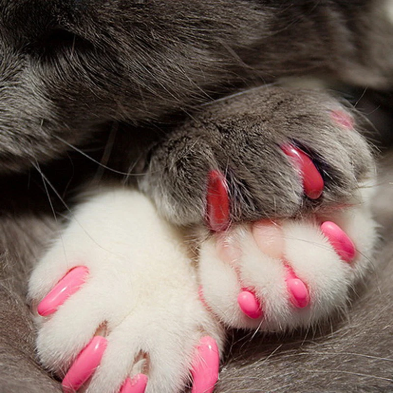 

20pcs Silicone Soft Cat Nail Caps Pets Kitten Paws Grooming Nail Claw Cap Pet Nail Protector Pet Nail Cover with Free Glue Set