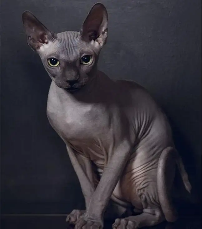 

DIY 3D Diamond Embroidery sphynx cats Diamond Mosaic Sets Diamond Painting Animal Pictures Of Rhinestones Home Decoration