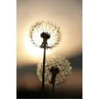 Набор для алмазной вышивки сделай сам, алмазная 5D Вышивка крестиком, полная выкладка, стразы с одуванчиками, картина для творчества, домашний декор