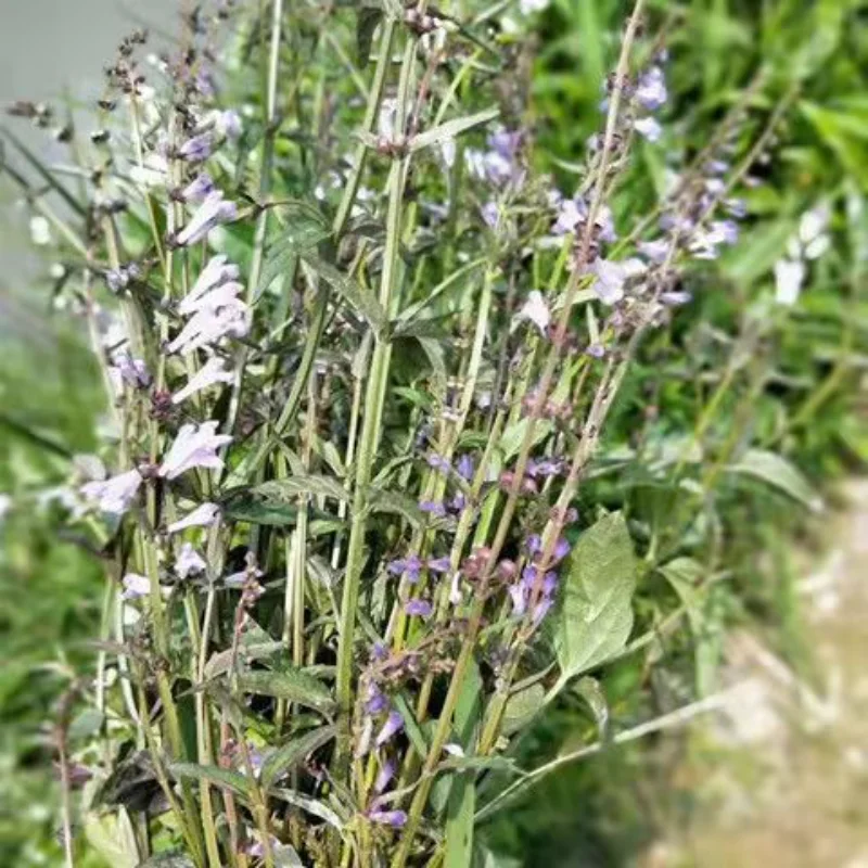 

Barbated Skullcup Herb Wild Scutellaria barbata(Ban Zhi Lian),Antioxidant