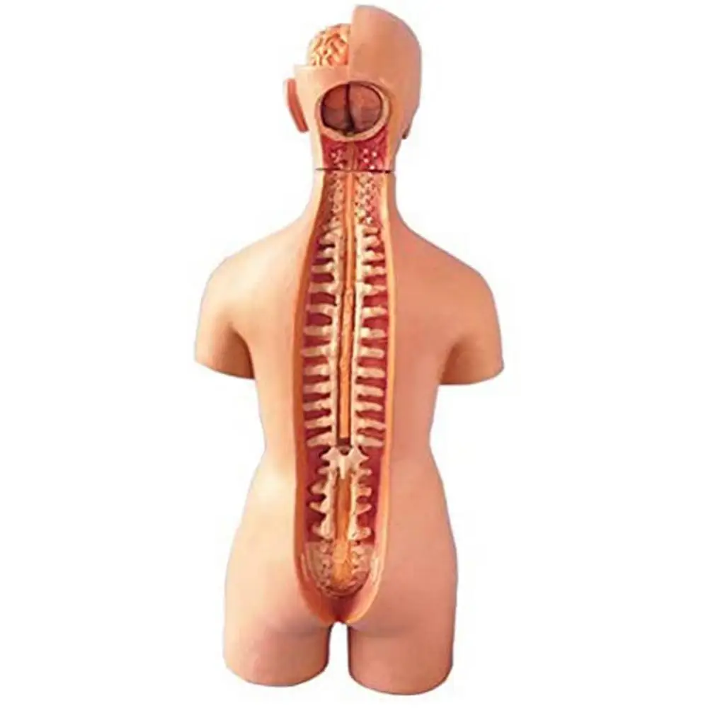 

Human Torso Body Model Anatomy Anatomical Medical Internal Organs For Teaching Medical Teaching Mold Parent-Child Interactive